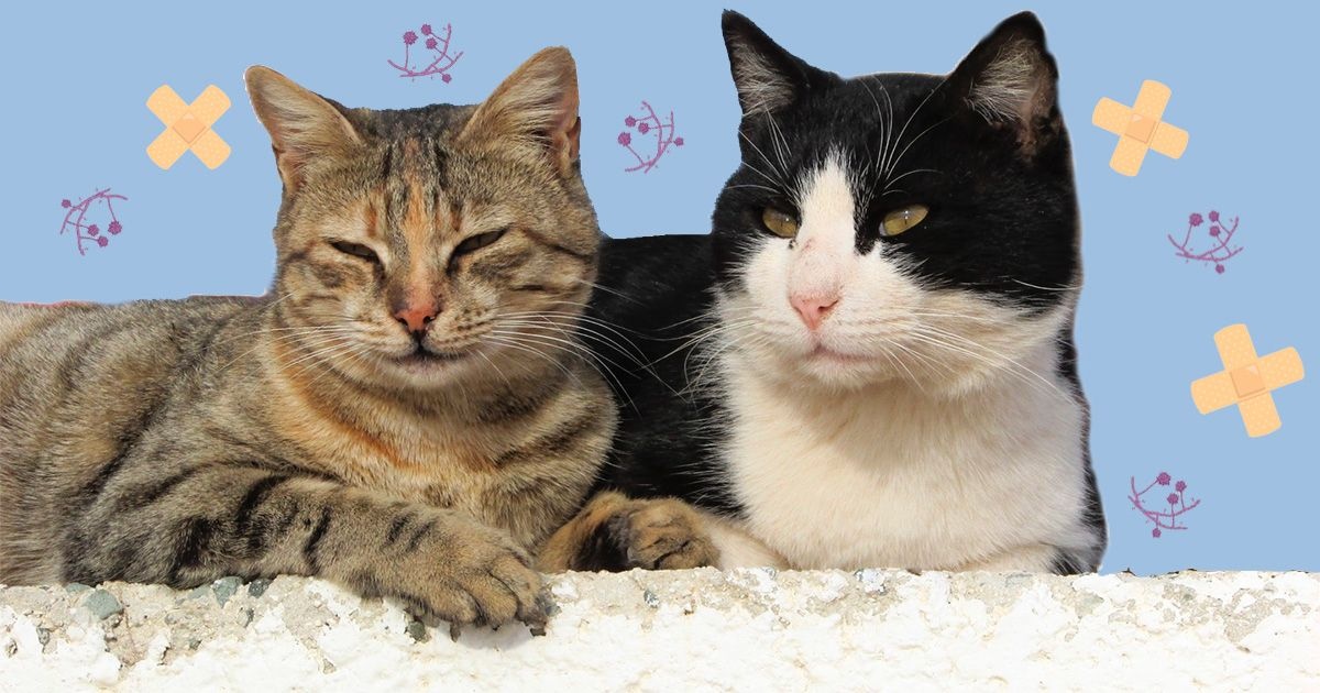 Gatos domésticos podem transmitir a doença