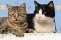Brasil “local perfeito” para epidemia de micose transmitida por gatos