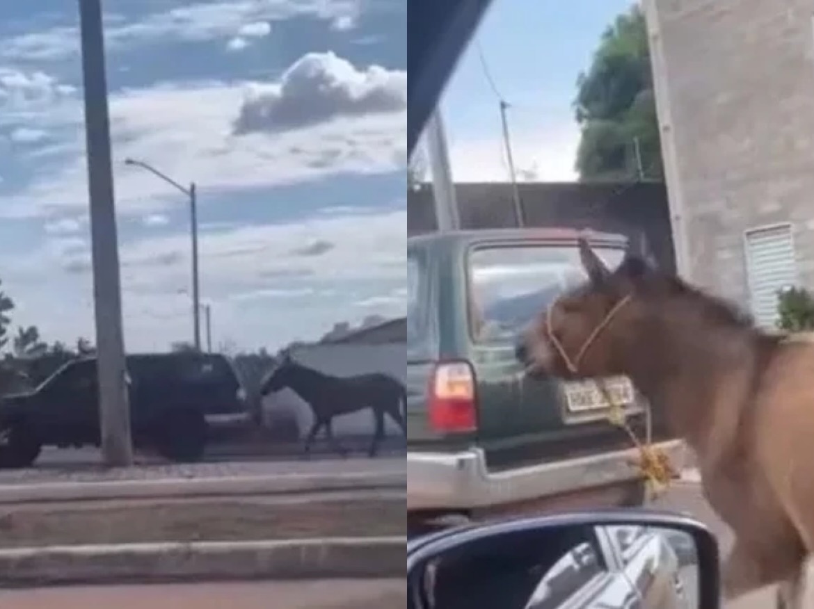 Jumento foi arrastado pela cabeça por vários metros na avenida Zequinha Freire