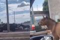 Jumento é arrastado por horas na traseira de carro em Teresina