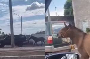 Jumento foi arrastado pela cabeça por vários metros na avenida Zequinha Freire (Foto: Reprodução)