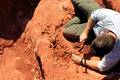 Fóssil descoberto no Brasil revela novas informações sobre dinossauros