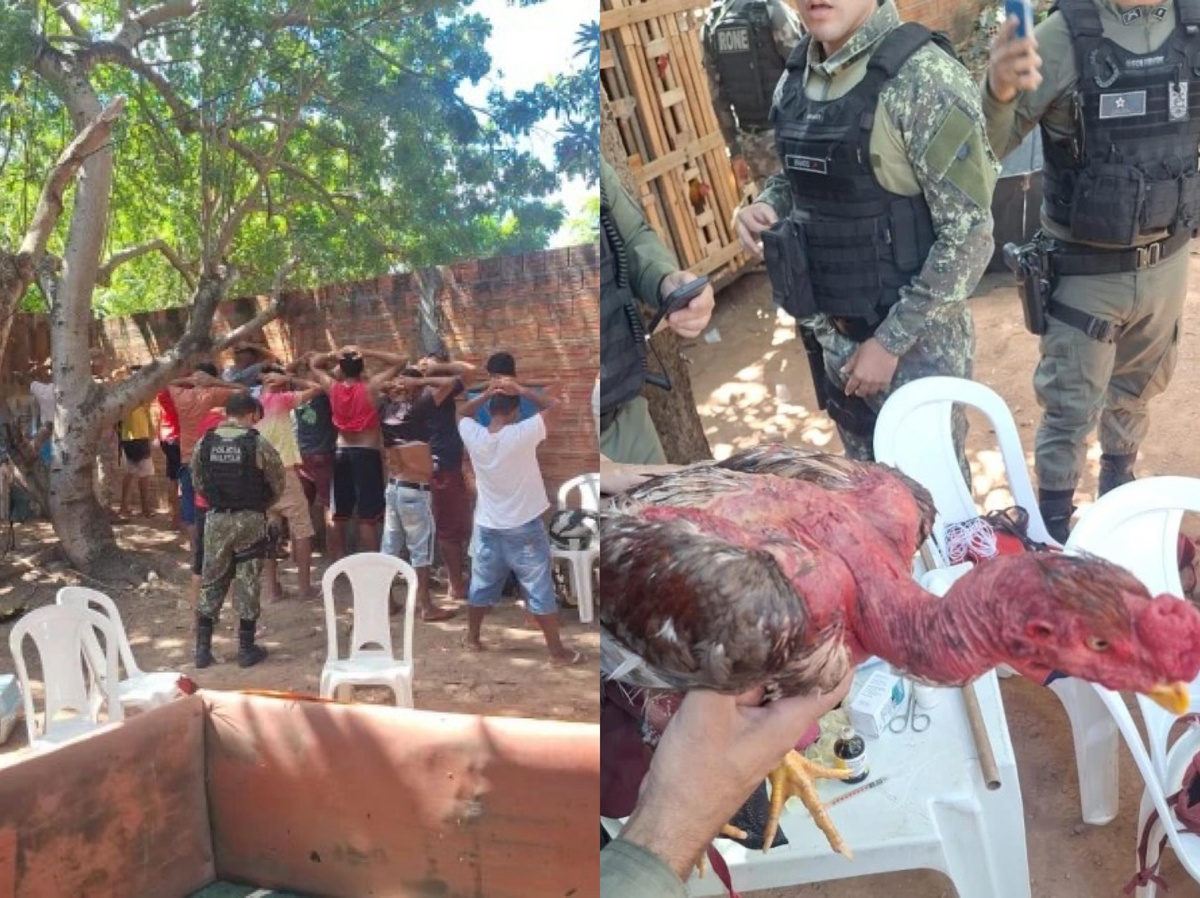 Polícia acaba com rinha de galos e conduz mais de 40 pessoas à Central de Flagrantes
