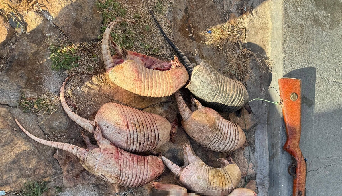 Animais abatidos