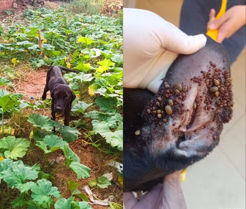 Cadela foi resgatada em estado crítico, com extrema magreza e muitos carrapatos
