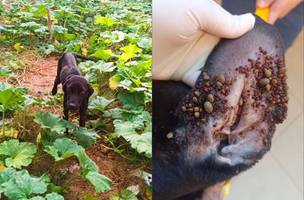 Cadela foi resgatada em estado crítico, com extrema magreza e muitos carrapatos (Foto: Polícia Civil)