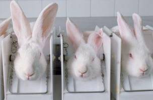 É sancionada a lei que proíbe testes cosméticos e animais (Foto: Siqui Sanchez/The Image Bank RF/Getty Images)