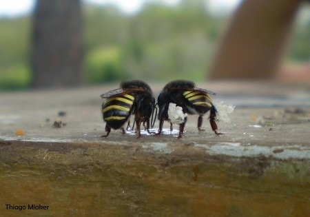 Geoprópolis da Melipona quadrifasciata eliminou totalmente as larvas de Aedes aegypti em 48 horas.