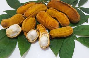 Ingá (emInga edulis) (Foto: Divulgação)
