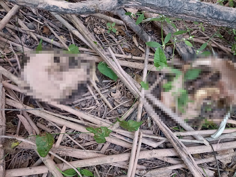 Ossada humana encontrada em matagal na zona Sul de Teresina