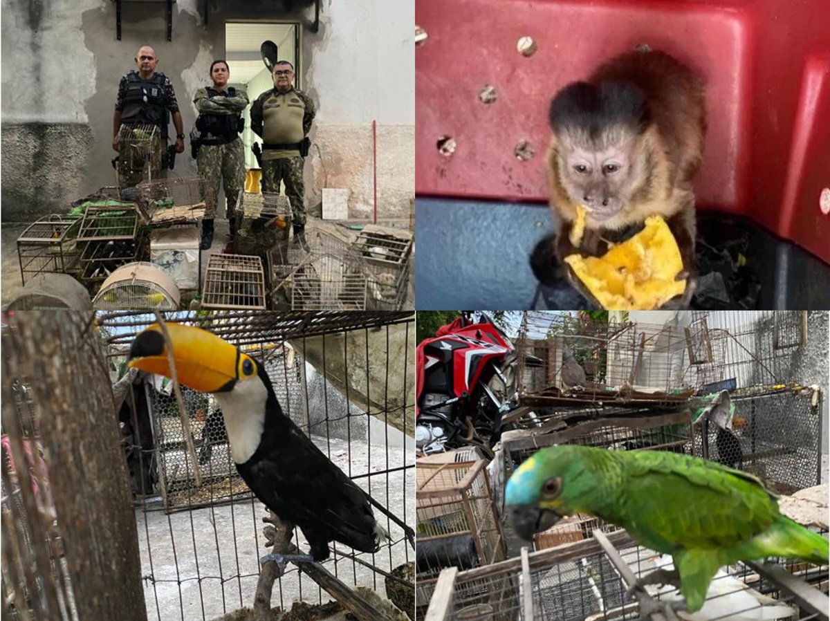 Polícia resgata animais silvestres mantidos ilegalmente em cativeiro