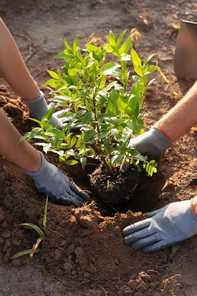 Projetos voltados a sustentabilidade