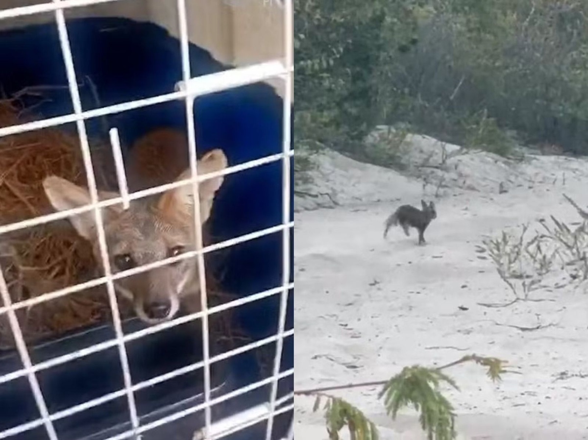 Raposa resgatada de cativeiro é devolvida pra natureza