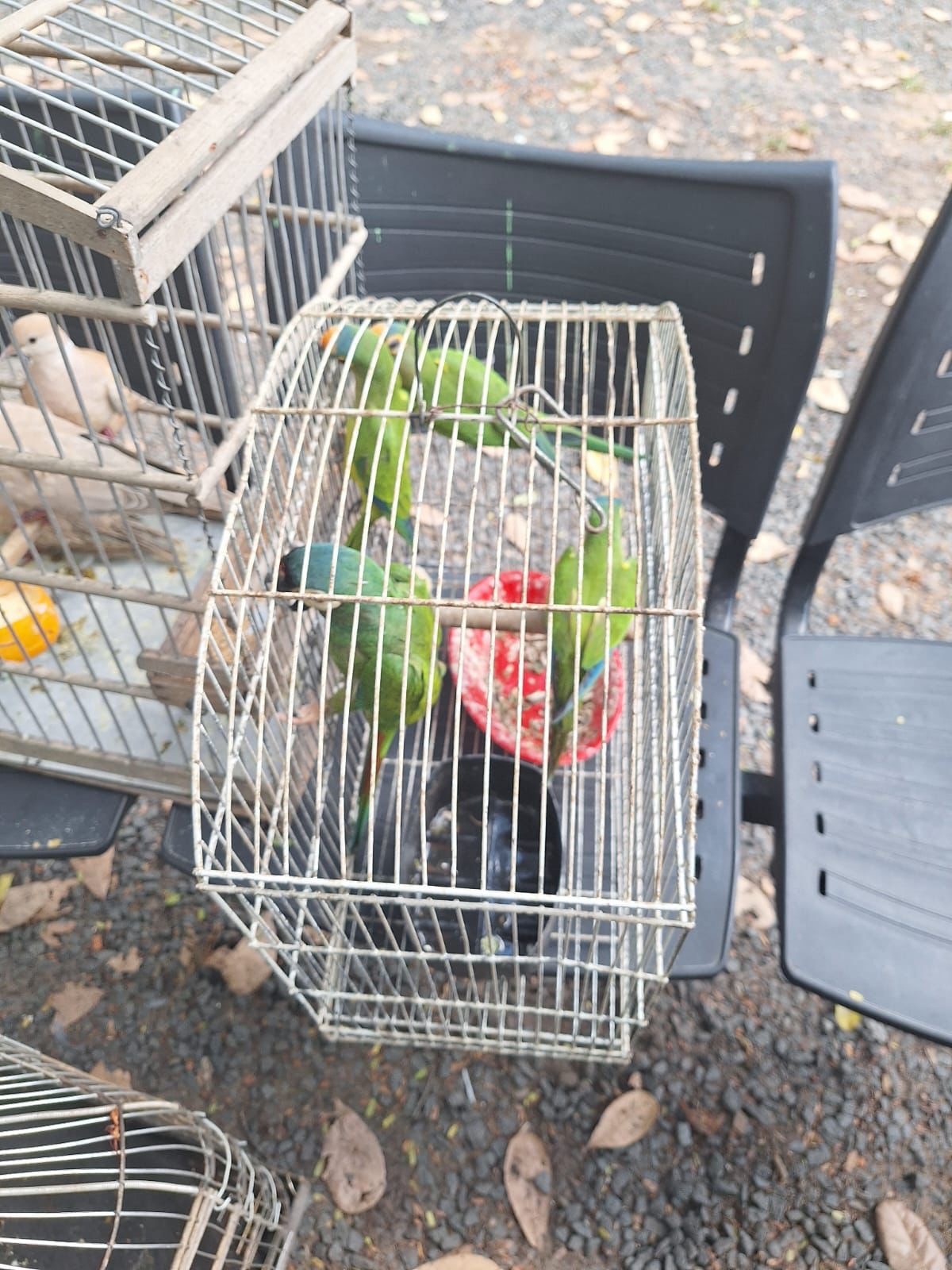 Demais aves foram devolvidas à natureza