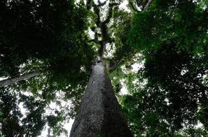 PL do Licenciamento Ambiental (Foto: Fernando Frazão/Agência Brasil)