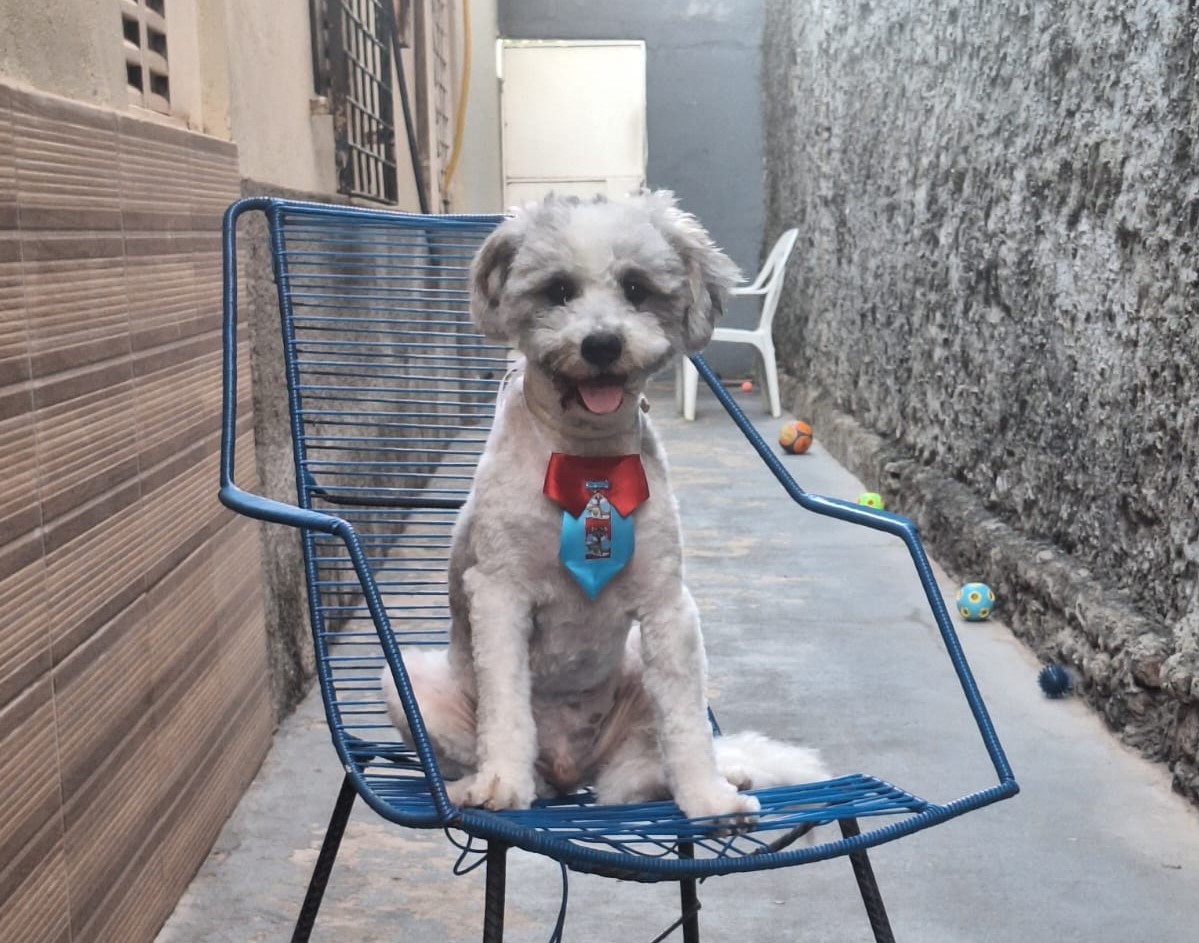 Snoopy, cão desaparecido