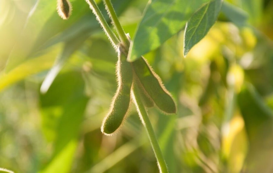 Soja Verde