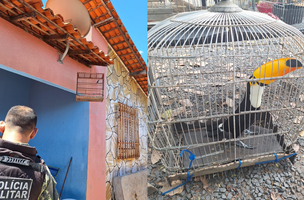 Tucano será levado ao Centro de Triagem de Animais Silvestres (CETAS) (Foto: PMPI)