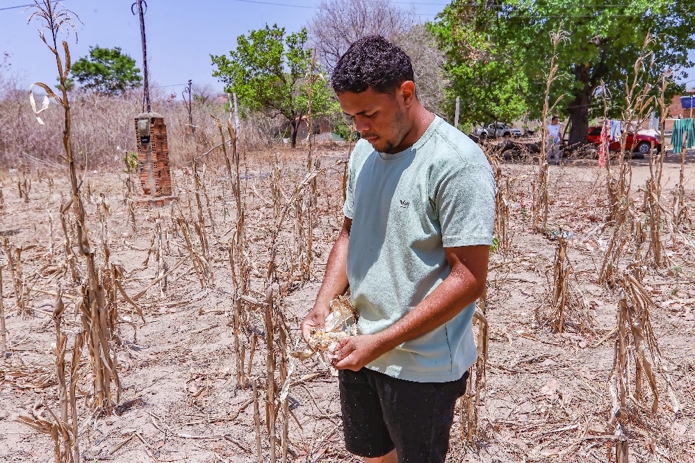 Marcos Felipe Viana, de Floriano, sofre prejuízo após perda quase total da plantação.