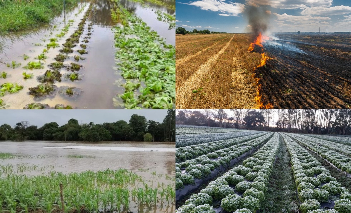 Plantações prejudicadas por desastres naturais