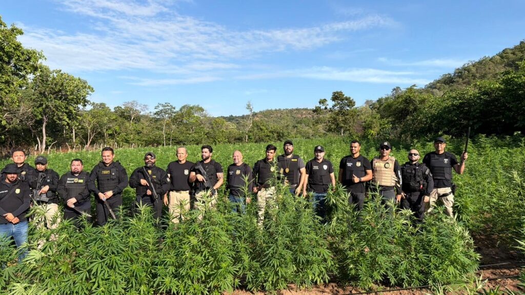 Plantação com 50 mil pés de maconha é localizada durante operação do PI, MA e PE