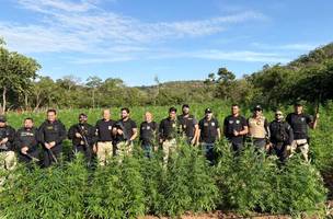 Plantação com 50 mil pés de maconha é localizada durante operação do PI, MA e PE (Foto: SSP PI)