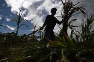 ONU alerta para impacto global do El Niño intenso