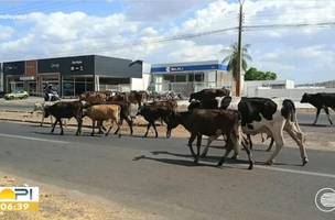 Animais soltos na pista (Foto: TV Clube)