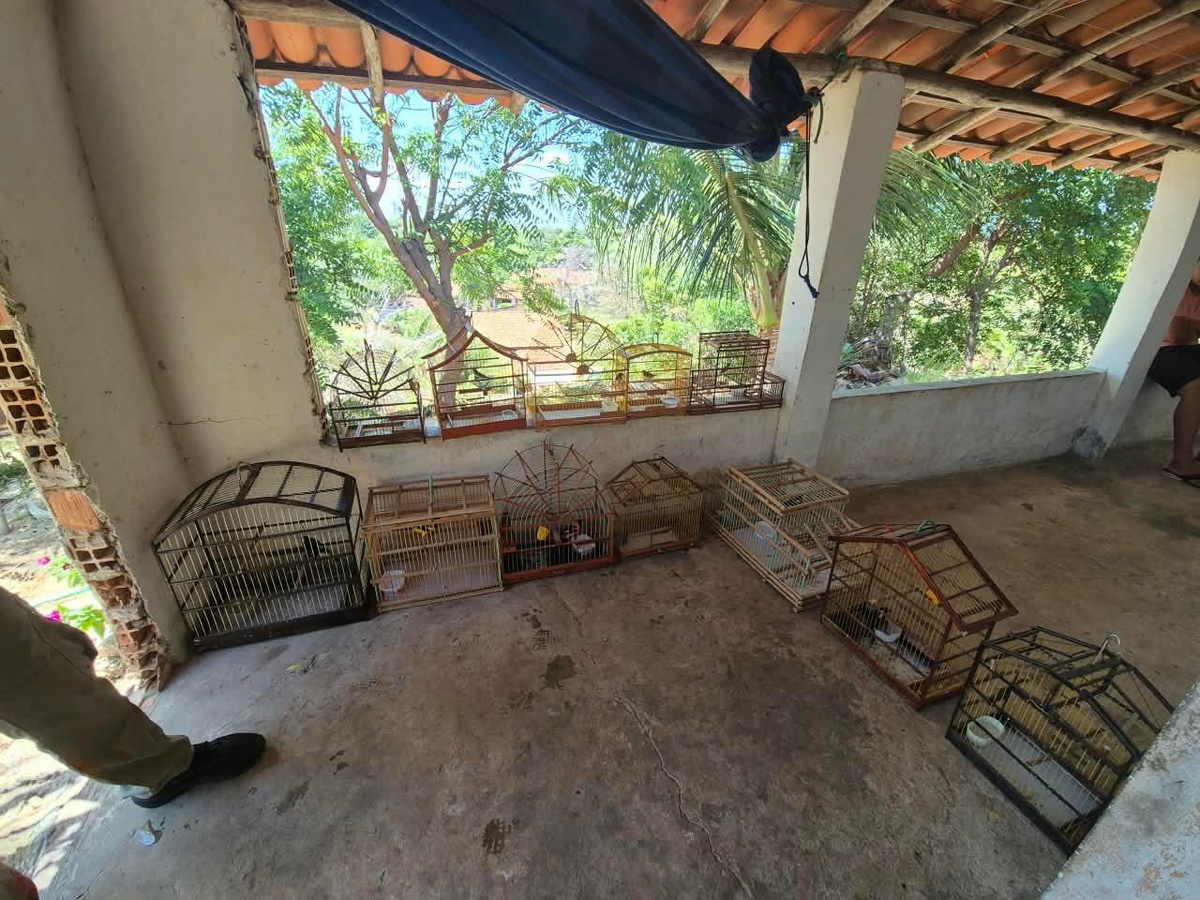 apreensão de aves