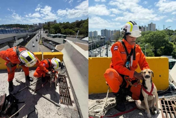 Corpo de Bombeiros conseguiu resgatar o animal sem ferimentos