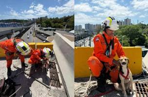 Corpo de Bombeiros conseguiu resgatar o animal sem ferimentos (Foto: Divulgação)