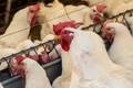 Brasil enfrenta restrições ao frango após surto em SC