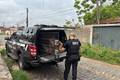Cinco suspeitos de roubo e furto de veículos são presos em Teresina