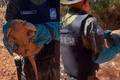 Polícia resgata tatu em casa no litoral do Piauí