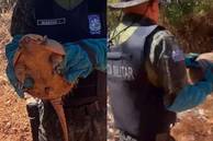 Polícia resgata tatu em casa no litoral do Piauí