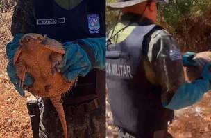 Tatu é encontrado dentro de casa e resgatado no litoral do PI (Foto: Reprodução/PM-PI)