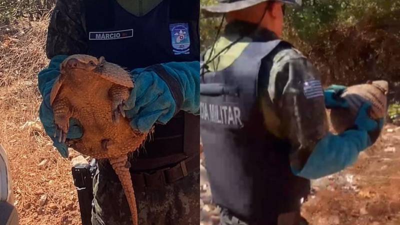 Polícia resgata tatu em casa no litoral do Piauí