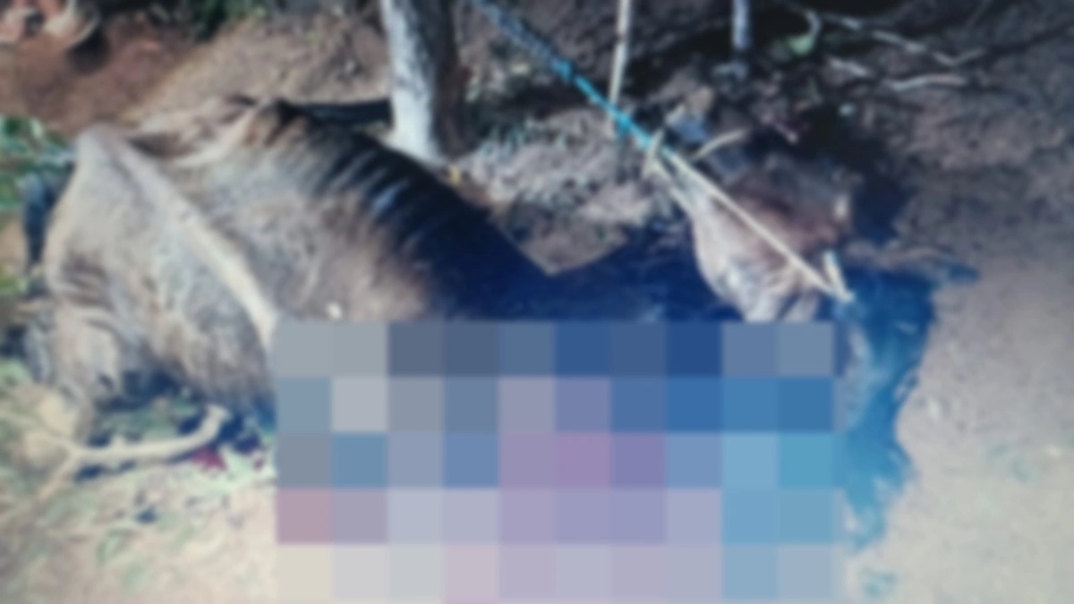 Animal foi morto com golpes de faca em