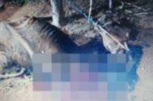 Animal foi morto com golpes de faca em (Foto: Divulgação/Polícia Civil)