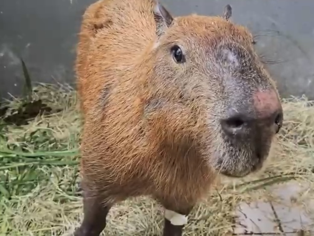 Animal está sendo tratado no Centro de Reabilitação de Animais Silvestres (Cras) da Universidade Estácio de Sá