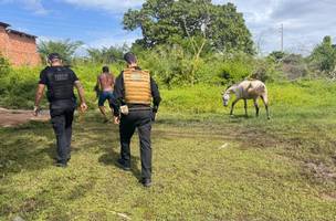 Polícia cumpre mandados contra investigados por animais soltos em vias de Floriano. (Foto: Divulgação/SSP-PI)