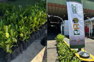 Projeto distribui 15 mil mudas e inicia nova etapa de arborização em Teresina (Foto: Ascom Semarh)