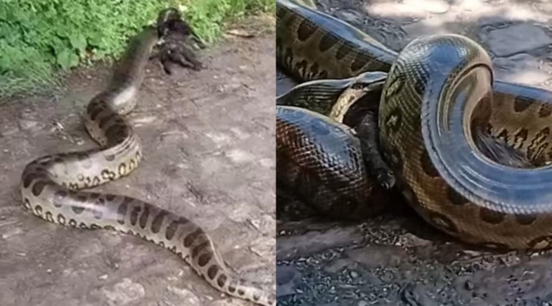 Sucuri devora animais na zona Leste de Teresina