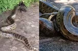 Sucuri devora animais na zona Leste de Teresina (Foto: Reprodução)