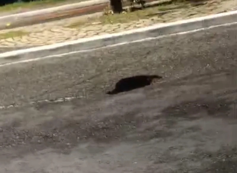 Buraco aberto na Av. Raul Lopes