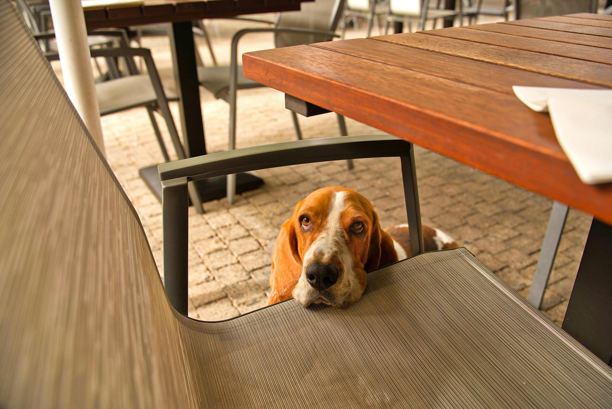 Cachorro olhando.