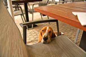 Cachorro olhando. (Foto: Pexels)