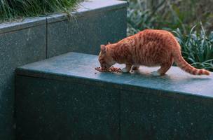 Gato comendo. (Foto: Pexels)