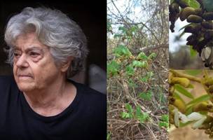 Nova espécie de planta da Caatinga recebe nome em homenagem à arqueóloga Niède Guidon (Foto: Montagem/g1)