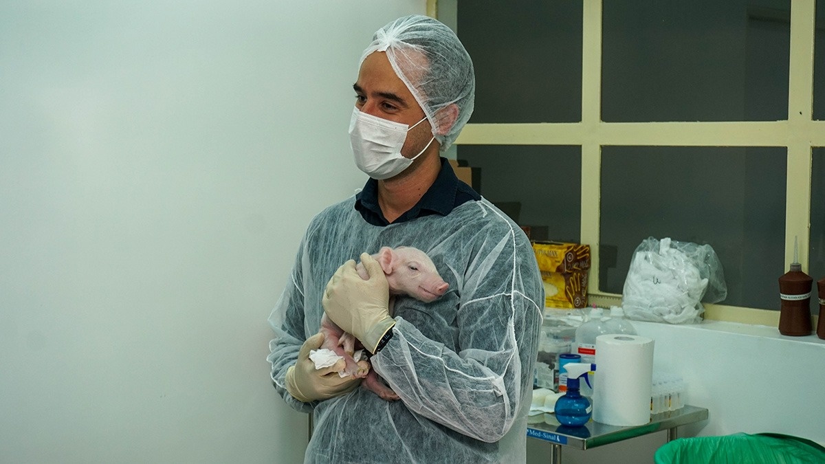O primeiro clone de suíno, que nasceu saudável, com 1,7 kg, no colo do pesquisador Ernesto Goulart